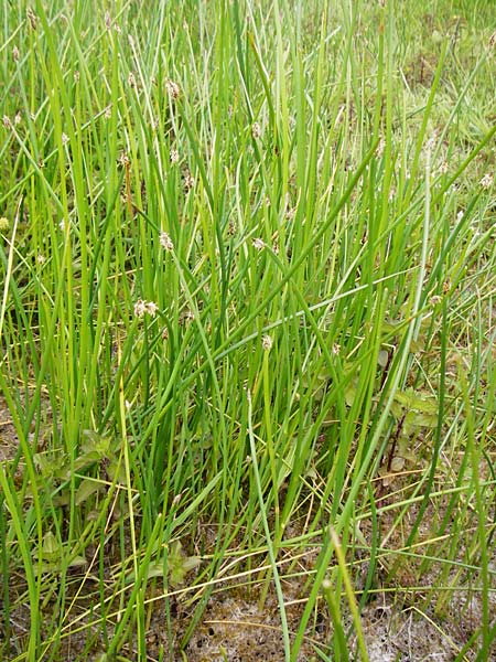 Eleocharis mamillata ? \ Zitzen-Sumpfbinse / Soft-Stem Spike Rush, D Dieburg 22.5.2015