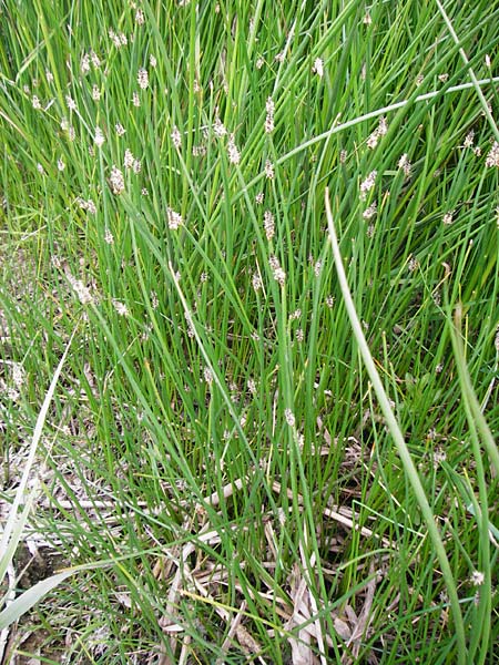 Eleocharis mamillata ? \ Zitzen-Sumpfbinse / Soft-Stem Spike Rush, D Dieburg 22.5.2015