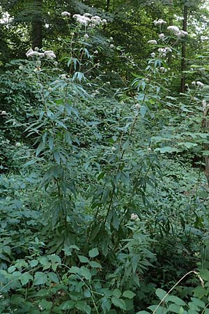 Eupatorium cannabinum \ Wasserdost / Hemp Agrimony, D Ketsch 22.7.2015