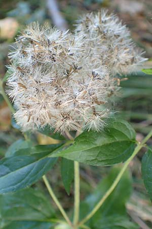 Eupatorium cannabinum \ Wasserdost / Hemp Agrimony, D R&ouml;merberg 21.9.2015