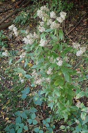 Eupatorium cannabinum \ Wasserdost / Hemp Agrimony, D R&ouml;merberg 21.9.2015