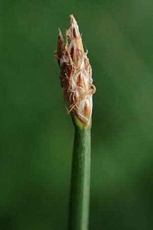 Eleocharis palustris agg. \ Gew�hnliche Sumpfbinse, Gemeine Sumpfsimse / Common Spike Rush, D B&uuml;rstadt 30.9.2016