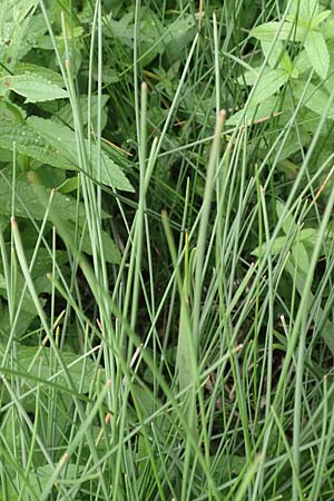 Eleocharis palustris agg. \ Gew�hnliche Sumpfbinse, Gemeine Sumpfsimse / Common Spike Rush, D B&uuml;rstadt 30.9.2016