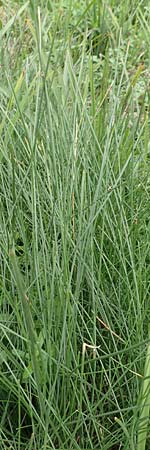 Eleocharis palustris agg. \ Gew�hnliche Sumpfbinse, Gemeine Sumpfsimse / Common Spike Rush, D B&uuml;rstadt 30.9.2016