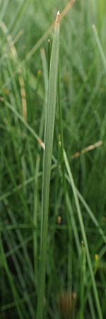 Eleocharis palustris agg. \ Gew�hnliche Sumpfbinse, Gemeine Sumpfsimse / Common Spike Rush, D B&uuml;rstadt 30.9.2016