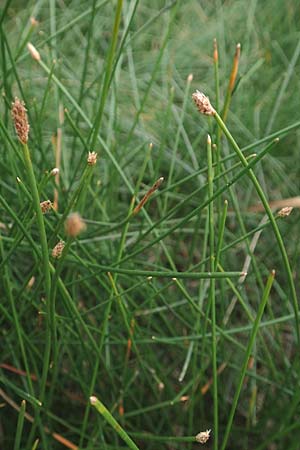 Eleocharis palustris agg. \ Gew�hnliche Sumpfbinse, Gemeine Sumpfsimse / Common Spike Rush, D B&uuml;rstadt 30.9.2016