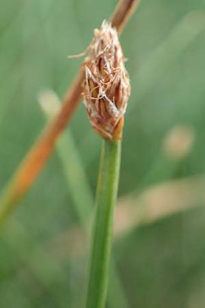 Eleocharis palustris agg. \ Gew�hnliche Sumpfbinse, Gemeine Sumpfsimse / Common Spike Rush, D B&uuml;rstadt 30.9.2016