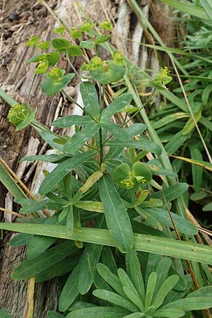 Euphorbia verrucosa \ Warzen-Wolfsmilch / Warty Spurge, D Wei&szlig;enthurm-Kaltenengers 27.9.2017