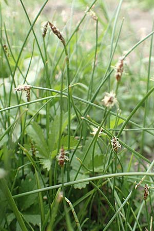 Eleocharis palustris agg. \ Gew�hnliche Sumpfbinse, Gemeine Sumpfsimse / Common Spike Rush, D Alsbach-H&auml;hnlein 28.4.2018