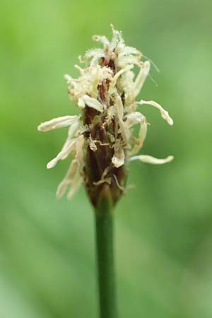 Eleocharis palustris agg. \ Gew�hnliche Sumpfbinse, Gemeine Sumpfsimse / Common Spike Rush, D Alsbach-H&auml;hnlein 28.4.2018