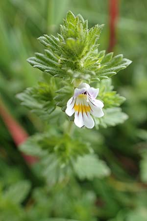 Euphrasia rostkoviana \ Gew�hnlicher Augentrost / Common Eyebright, D Winterberg 15.6.2018