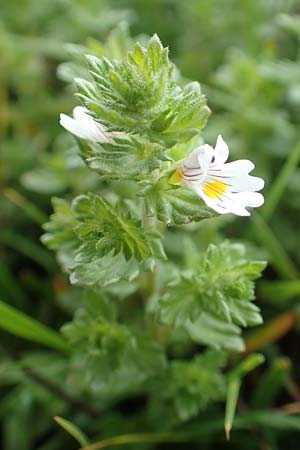 Euphrasia rostkoviana \ Gew�hnlicher Augentrost / Common Eyebright, D Winterberg 15.6.2018