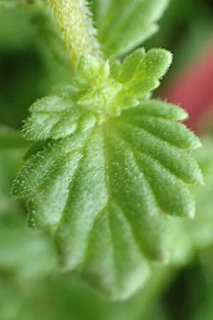Euphrasia rostkoviana \ Gew�hnlicher Augentrost / Common Eyebright, D Winterberg 15.6.2018