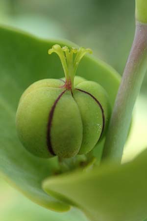 Euphorbia lathyris \ Kreuzbl�ttrige Wolfsmilch / Caper Spurge, D Gr&uuml;nstadt-Asselheim 19.6.2018