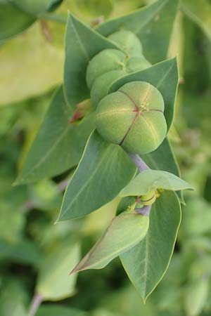 Euphorbia lathyris \ Kreuzbl�ttrige Wolfsmilch / Caper Spurge, D Gr&uuml;nstadt-Asselheim 19.6.2018