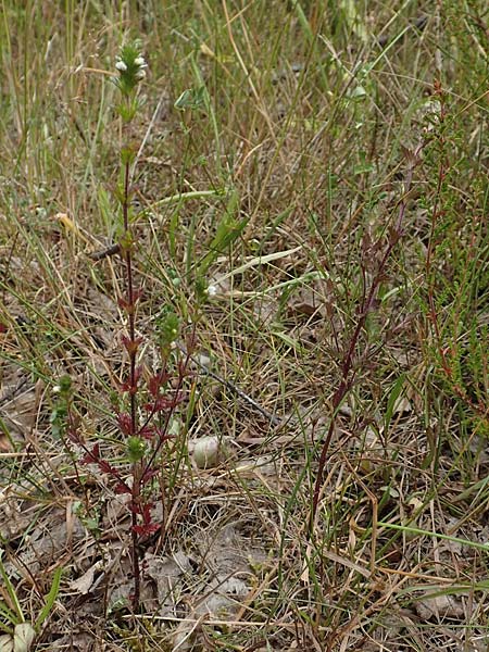 Euphrasia diekjobstii \ Kleinbl�tiger Steifer Augentrost / Diekjobst's Eyebright, D Drover Heide 9.7.2018
