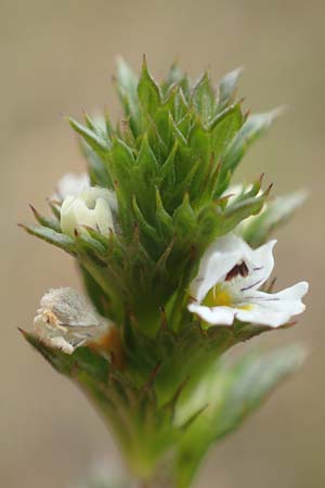 Euphrasia diekjobstii \ Kleinbl�tiger Steifer Augentrost / Diekjobst's Eyebright, D Drover Heide 9.7.2018