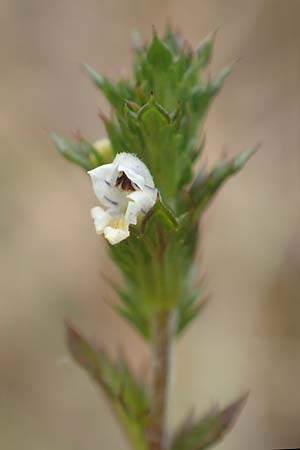 Euphrasia diekjobstii \ Kleinbl�tiger Steifer Augentrost / Diekjobst's Eyebright, D Drover Heide 9.7.2018
