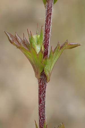 Euphrasia diekjobstii \ Kleinbl�tiger Steifer Augentrost / Diekjobst's Eyebright, D Drover Heide 9.7.2018