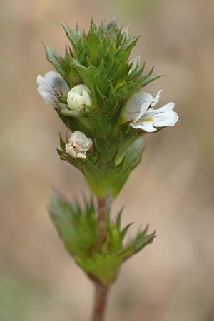 Euphrasia diekjobstii \ Kleinbl�tiger Steifer Augentrost / Diekjobst's Eyebright, D Drover Heide 9.7.2018