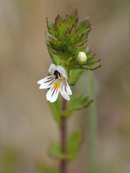 Euphrasia diekjobstii \ Kleinbl�tiger Steifer Augentrost / Diekjobst's Eyebright, D Drover Heide 9.7.2018