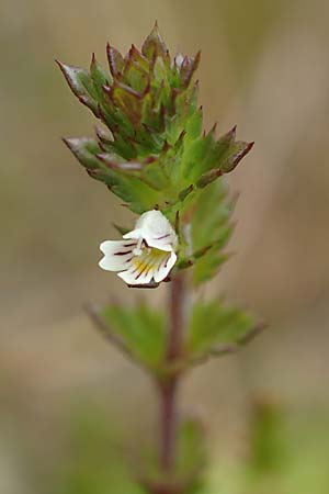Euphrasia diekjobstii \ Kleinbl�tiger Steifer Augentrost / Diekjobst's Eyebright, D Drover Heide 9.7.2018