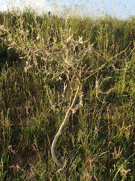 Euonymus europaeus \ Gew�hnliches Pfaffenh�tchen / Spindle, D Zeutern 27.5.2020