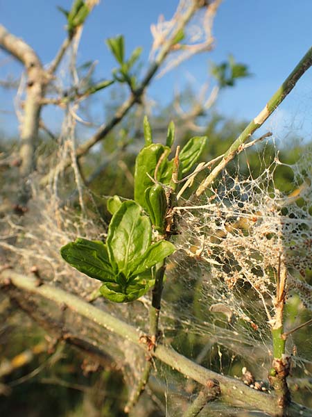 Euonymus europaeus \ Gew�hnliches Pfaffenh�tchen / Spindle, D Zeutern 27.5.2020