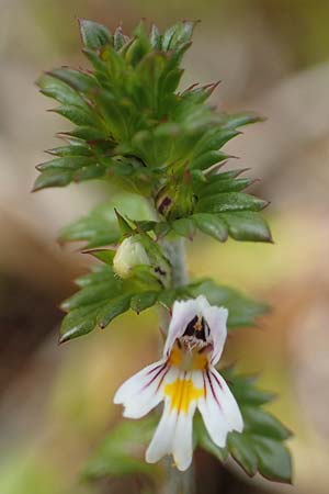 Euphrasia diekjobstii \ Kleinbl�tiger Steifer Augentrost / Diekjobst's Eyebright, D Hunsr&uuml;ck, B&ouml;rfink 18.7.2020