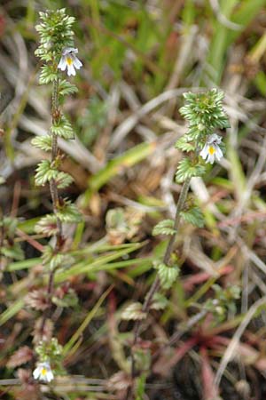 Euphrasia diekjobstii \ Kleinbl�tiger Steifer Augentrost / Diekjobst's Eyebright, D Hunsr&uuml;ck, B&ouml;rfink 18.7.2020