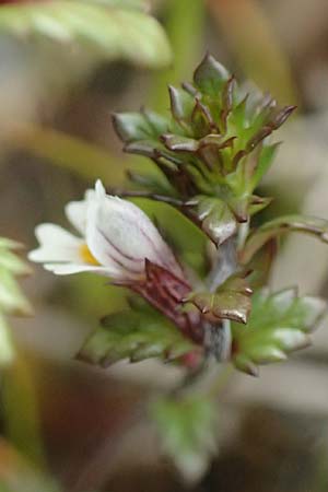 Euphrasia diekjobstii \ Kleinbl�tiger Steifer Augentrost / Diekjobst's Eyebright, D Hunsr&uuml;ck, B&ouml;rfink 18.7.2020