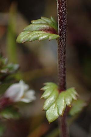Euphrasia diekjobstii \ Kleinbl�tiger Steifer Augentrost / Diekjobst's Eyebright, D Hunsr&uuml;ck, B&ouml;rfink 18.7.2020