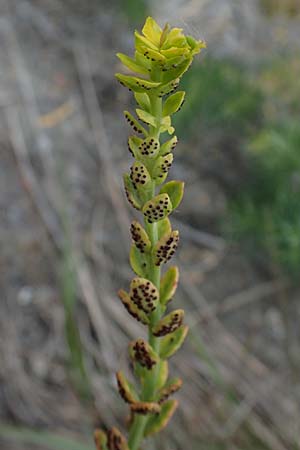 Euphorbia cyparissias \ Zypressen-Wolfsmilch / Cypress Spurge, D Th&uuml;ringen, Erfurt 6.6.2022