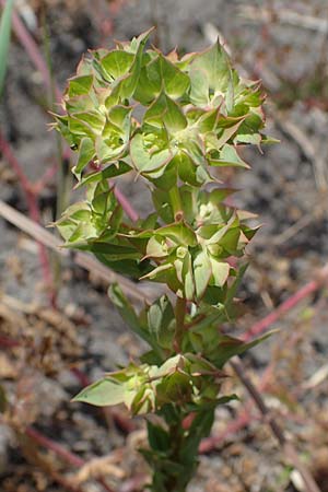 Euphorbia falcata, Sichel-Wolfsmilch, Spitzbl&auml;ttrige Wolfsmilch