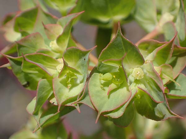 Euphorbia falcata \ Sichel-Wolfsmilch, Spitzbl�ttrige Wolfsmilch / Sickle Spurge, D Th&uuml;ringen, Tunzenhausen 14.6.2023