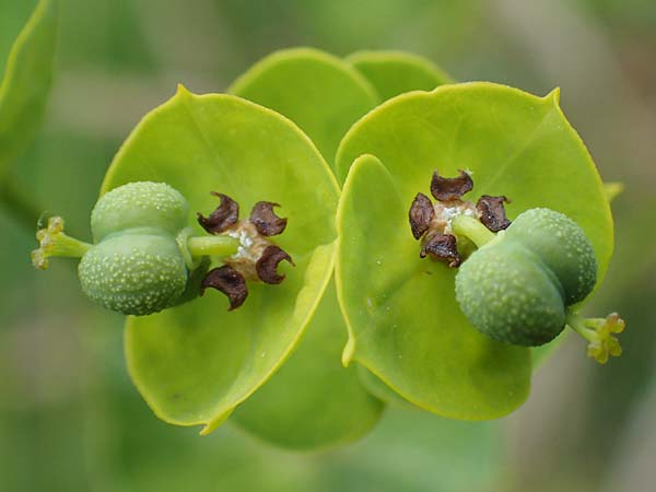 Euphorbia esula \ Esels-Wolfsmilch / Leafy Spurge, D Th&uuml;ringen, Tunzenhausen 14.6.2023