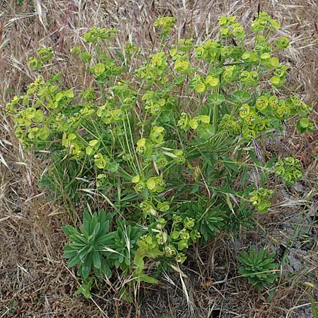 Euphorbia esula \ Esels-Wolfsmilch / Leafy Spurge, D Th&uuml;ringen, Tunzenhausen 14.6.2023