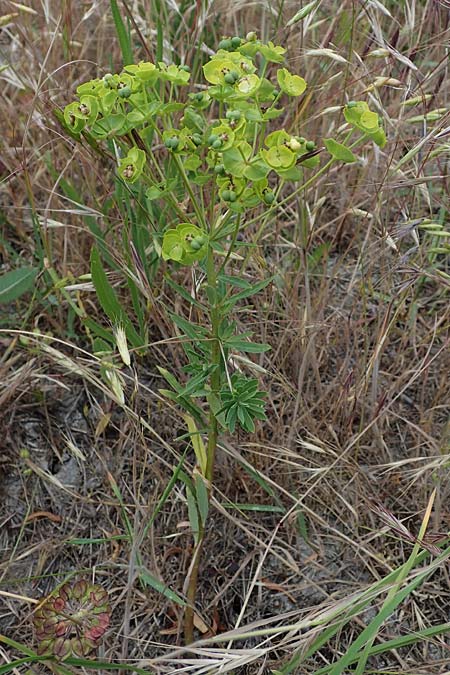 Euphorbia esula \ Esels-Wolfsmilch / Leafy Spurge, D Th&uuml;ringen, Tunzenhausen 14.6.2023