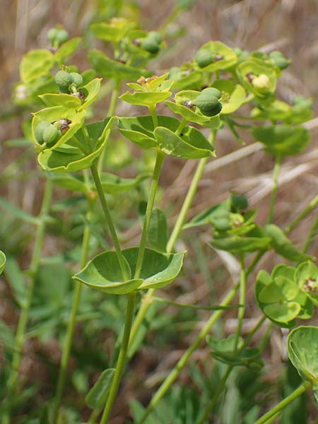 Euphorbia esula \ Esels-Wolfsmilch / Leafy Spurge, D Th&uuml;ringen, Tunzenhausen 14.6.2023
