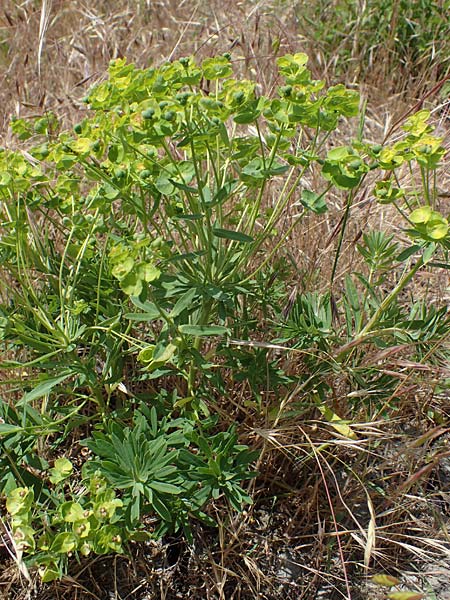 Euphorbia esula \ Esels-Wolfsmilch / Leafy Spurge, D Th&uuml;ringen, Tunzenhausen 14.6.2023