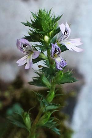 Euphrasia stricta \ Steifer Augentrost / Drug Eyebright, D Erfweiler 11.8.2024