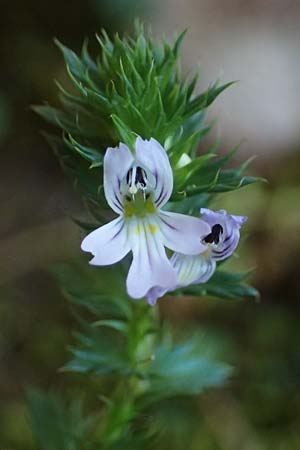 Euphrasia stricta \ Steifer Augentrost / Drug Eyebright, D Erfweiler 11.8.2024