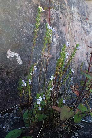 Euphrasia stricta \ Steifer Augentrost / Drug Eyebright, D Erfweiler 11.8.2024