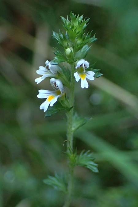Euphrasia nemorosa \ Hain-Augentrost / Common Eyebright, D Neckarsteinach 24.8.2024