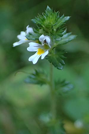 Euphrasia nemorosa \ Hain-Augentrost / Common Eyebright, D Neckarsteinach 24.8.2024