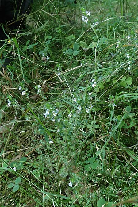 Euphrasia nemorosa \ Hain-Augentrost / Common Eyebright, D Neckarsteinach 24.8.2024
