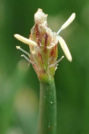 Eleocharis uniglumis \ Einspelzige Sumpfbinse / Spike Rush, D Heusenstamm 4.5.2025