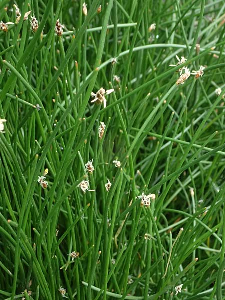 Eleocharis uniglumis \ Einspelzige Sumpfbinse / Spike Rush, D Heusenstamm 4.5.2025