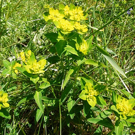 Euphorbia verrucosa \ Warzen-Wolfsmilch / Warty Spurge, D Kohlstetten 2.6.2015