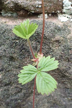 Fragaria vesca \ Wald-Erdbeere / Wild Strawberry, D Heidelberg 22.9.2017